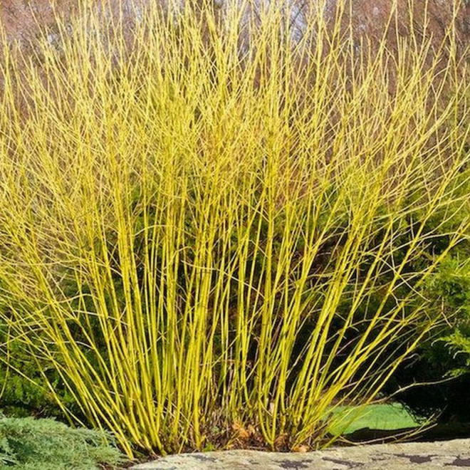 rozłogowy Dereń Flaviramea Cornus sericea