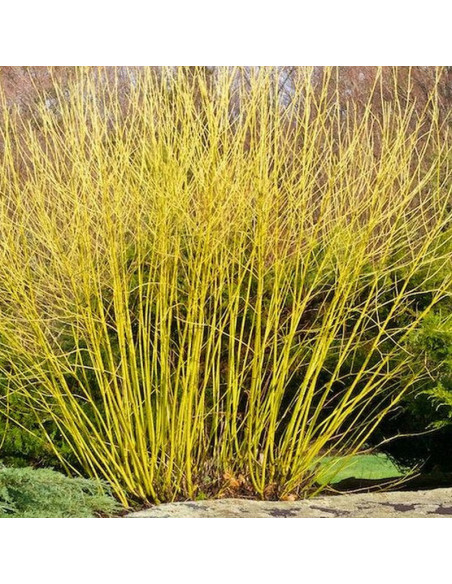 rozłogowy Dereń Flaviramea Cornus sericea