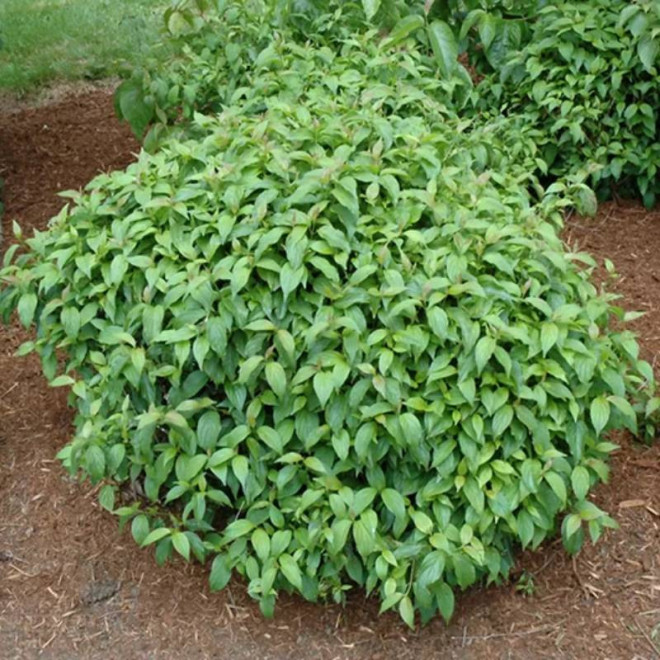 Cornus sericea Dereń rozłogowy Flaviramea