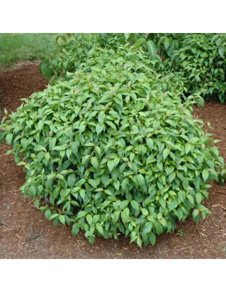 Cornus sericea Dereń rozłogowy Flaviramea