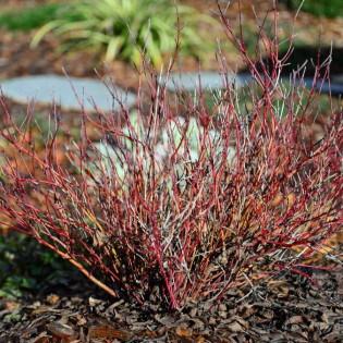 Dereń rozłogowy Kelseyi Cornus sericea 2