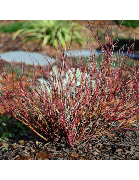 Cornus sericea Dereń rozłogowy Kelseyi