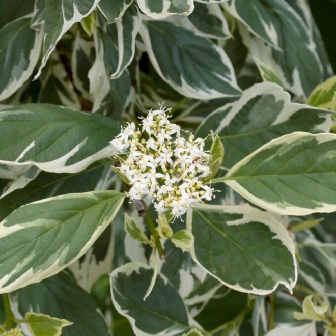 Dereń rozłogowy White Gold Cornus sericea