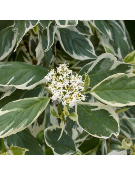 Dereń rozłogowy White Gold Cornus sericea
