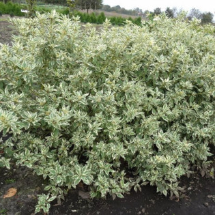 Dereń rozłogowy White Gold Cornus sericea 2
