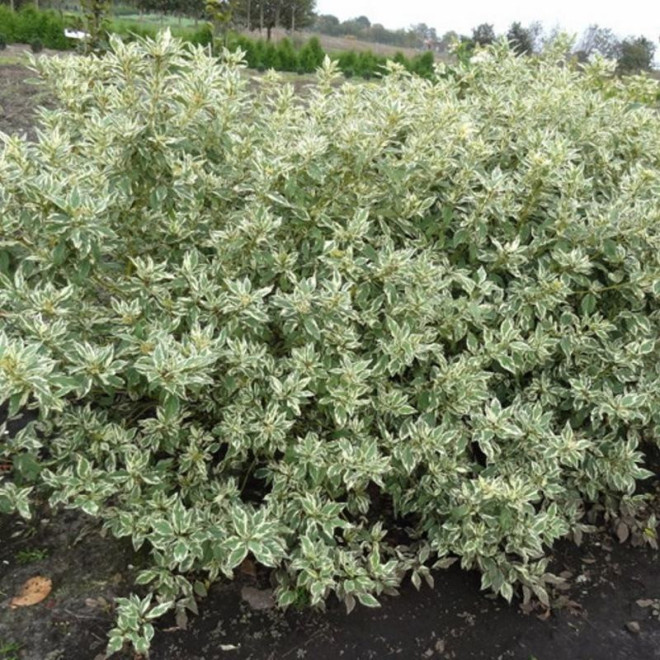 Cornus sericea Dereń rozłogowy White Gold
