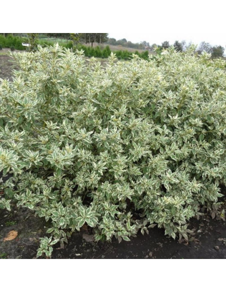 Cornus sericea Dereń rozłogowy White Gold