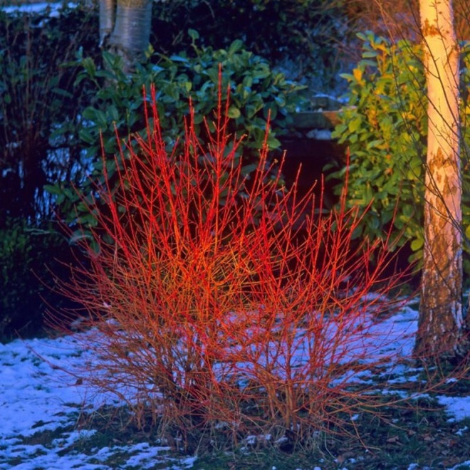 Dereń świdwa Anny's Winter Orange Cornus sanguinea