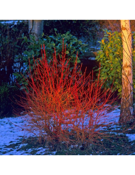 Dereń świdwa Anny's Winter Orange Cornus sanguinea