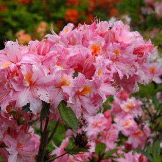 Azalia wielkokwiatowa Raimunde Rhododendron