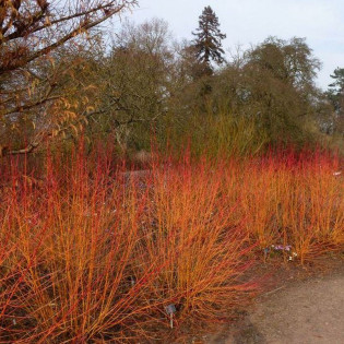 Dereń świdwa Anny's Winter Orange Cornus sanguinea 2