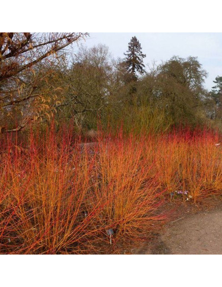 Cornus sanguinea Dereń świdwa Anny's Winter Orange
