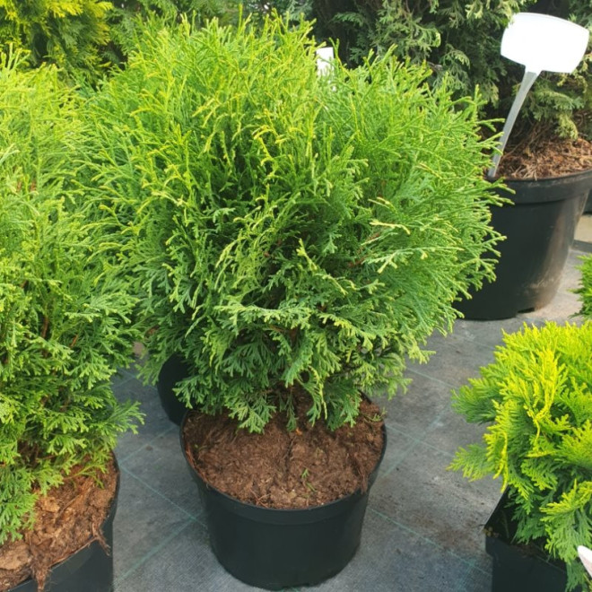 Tuja Hoseri Thuja occidentalis