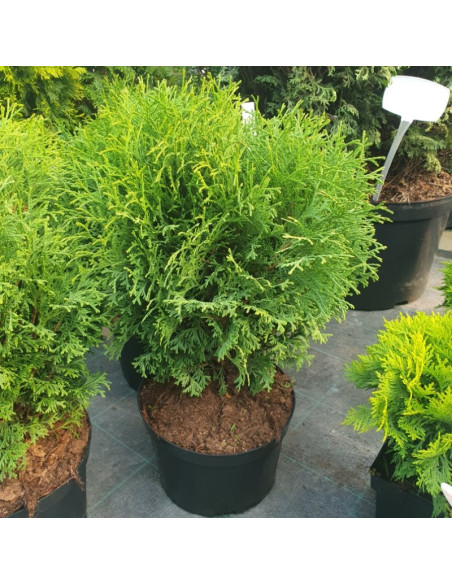 Tuja Hoseri Thuja occidentalis