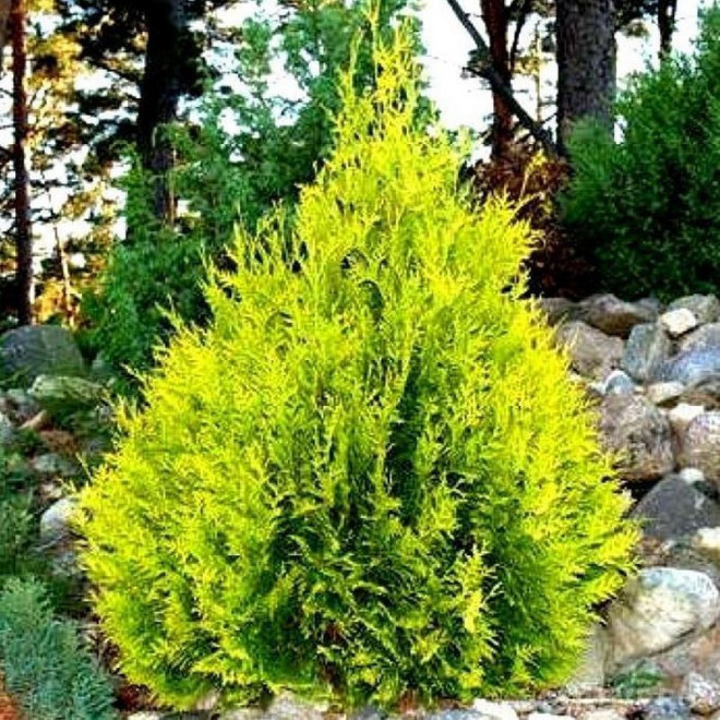 Thuja occidentalis Tuja Sunkist