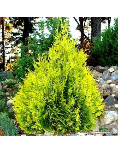 Thuja occidentalis Tuja Sunkist