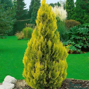 Thuja occidentalis Tuja Sunkist 2
