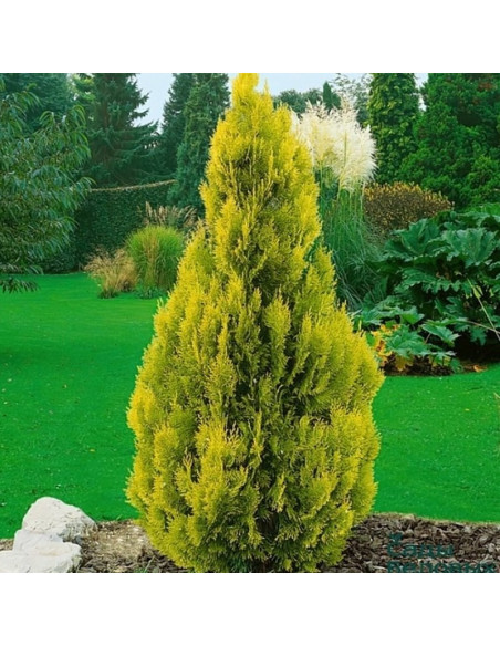 Tuja Sunkist Thuja occidentalis