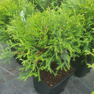 Tuja Mr Bowling Ball Żywotnik zachodni Thuja occidentalis 2
