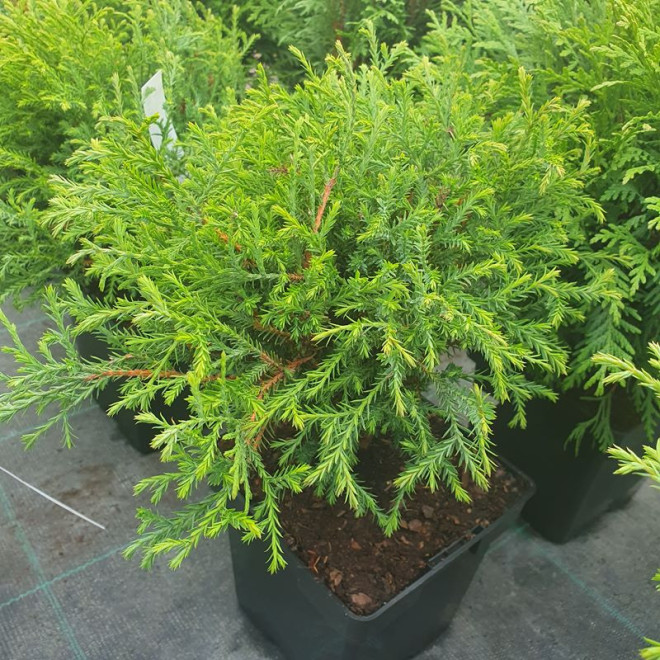 Tuja Mr Bowling Ball Żywotnik zachodni Thuja occidentalis Tuja Mr Bowling Ball Żywotnik zachodni Thuja occidentalis