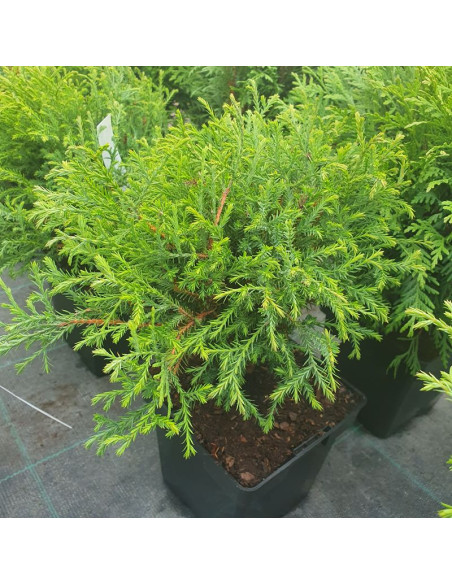 Tuja Mr Bowling Ball Żywotnik zachodni Thuja occidentalis