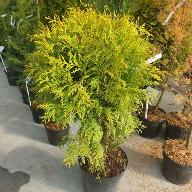 Thuja occidentalis Żywotnik zachodni Selena