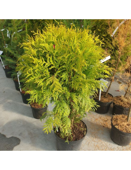 Thuja occidentalis Żywotnik zachodni Selena