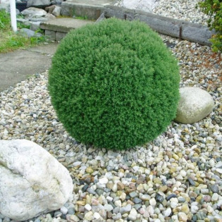Tuja Teddy Thuja occidentalis 2