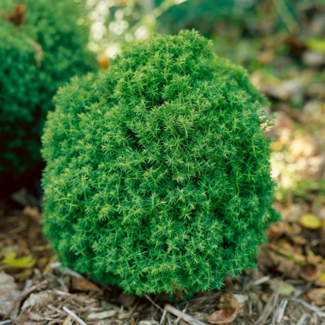 Tuja Teddy Thuja occidentalis