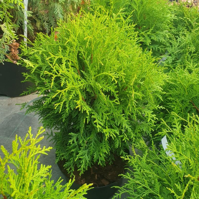 Tuja kulista Globosa Thuja occidentalis