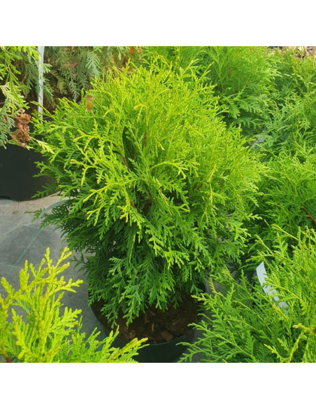 Tuja kulista Globosa Thuja occidentalis