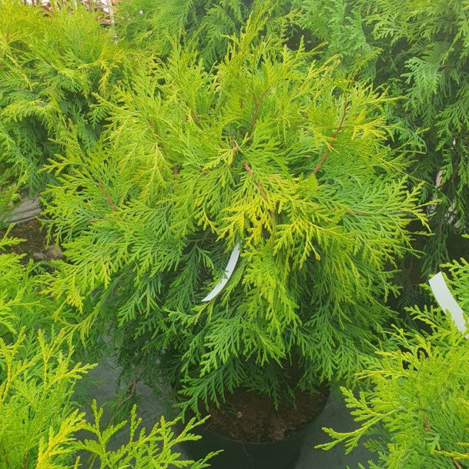 Tuja kulista Golden Globe Thuja occidentalis Tuja kulista Golden Globe Thuja occidentalis
