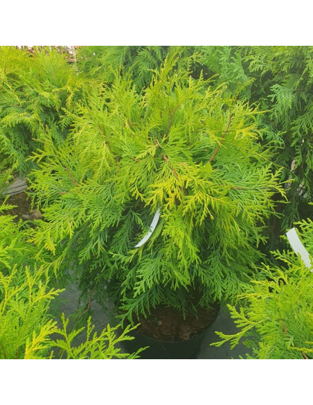 Tuja kulista Golden Globe Thuja occidentalis