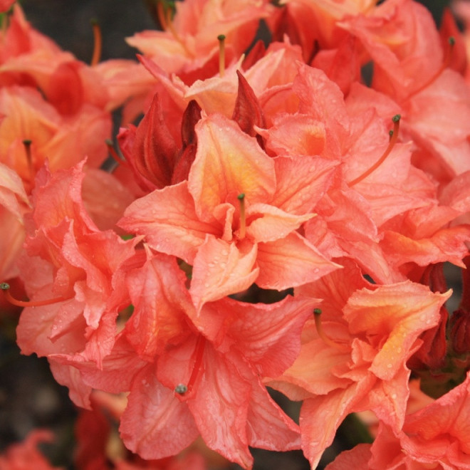 Azalia wielkokwiatowa Rosenkopfchen Rhododendron