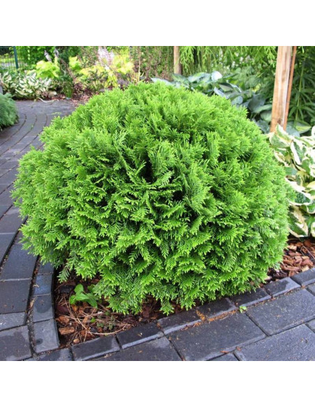 Thuja occidentalis Tuja Tiny Tim żywotnik zachodni