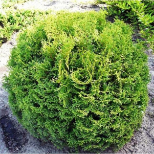 Thuja occidentalis Tuja Tiny Tim żywotnik zachodni 2