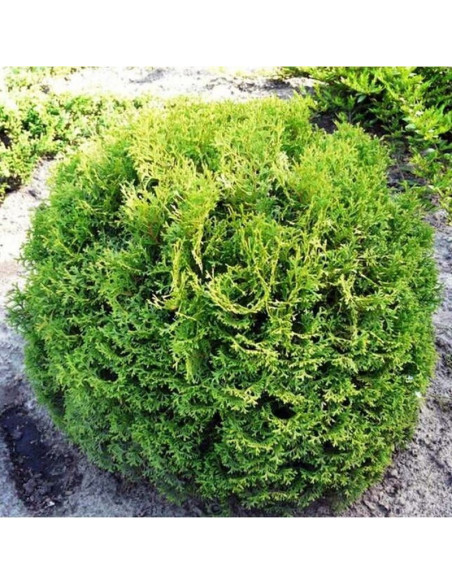 Tuja Tiny Tim żywotnik zachodni Thuja occidentalis