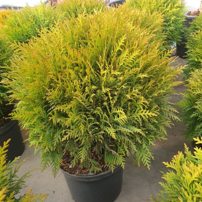 Tuja kulista Danica Thuja occidentalis Tuja kulista Danica Thuja occidentalis