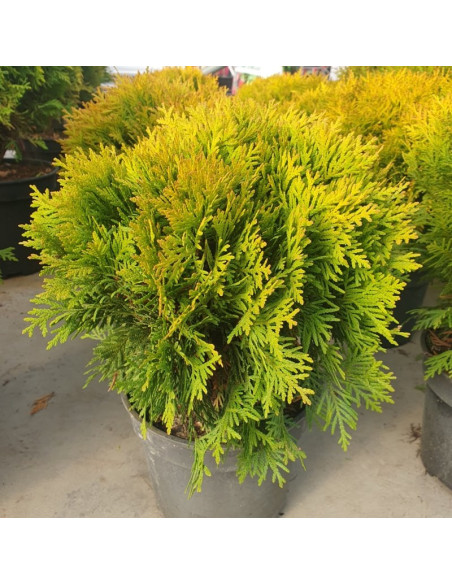 Tuja Miriam PBR Thuja occidentalis Mirjam