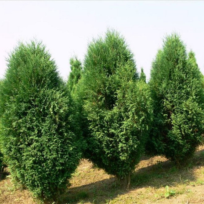 Thuja occidentalis Tuja Wagneri