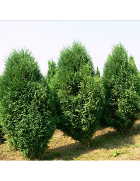 Thuja occidentalis Tuja Wagneri
