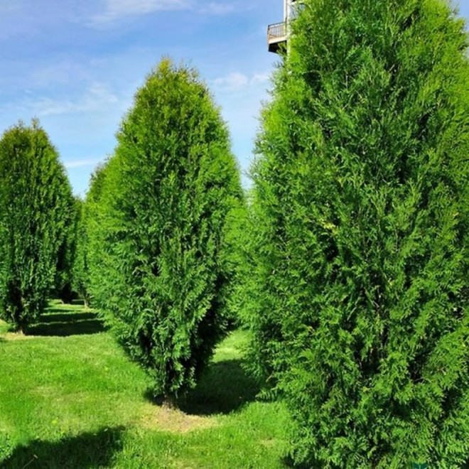 Tuja Wagneri Thuja occidentalis