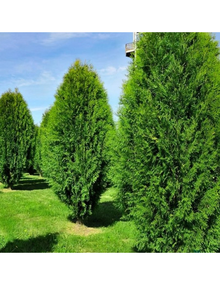 Tuja Wagneri Thuja occidentalis