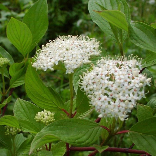 Dereń świdwa Winter Beauty Cornus sanguinea