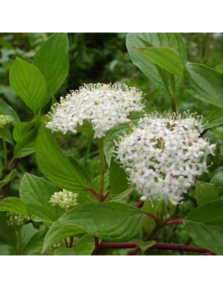 Dereń świdwa Winter Beauty Cornus sanguinea