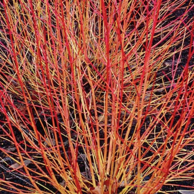 Cornus sanguinea Dereń świdwa Winter Beauty