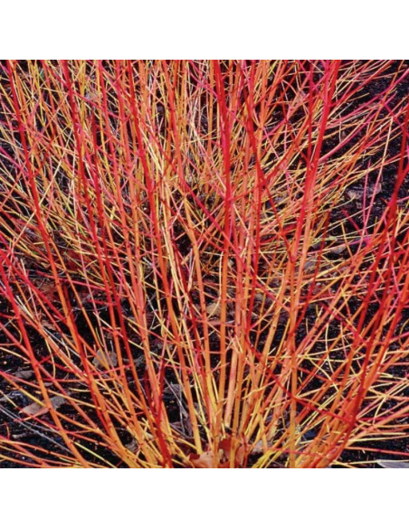 Cornus sanguinea Dereń świdwa Winter Beauty