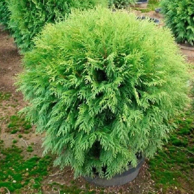Thuja occidentalis Tuja Woodwardii Thuja occidentalis Tuja Woodwardii