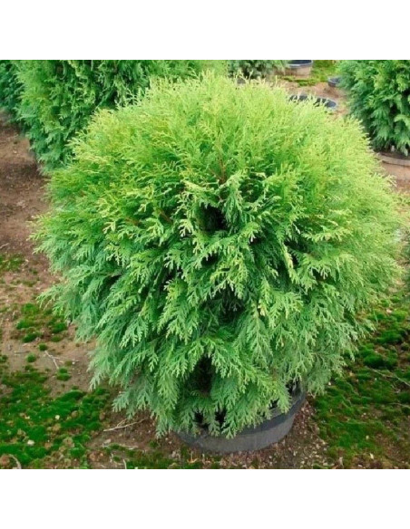 Thuja occidentalis Tuja Woodwardii