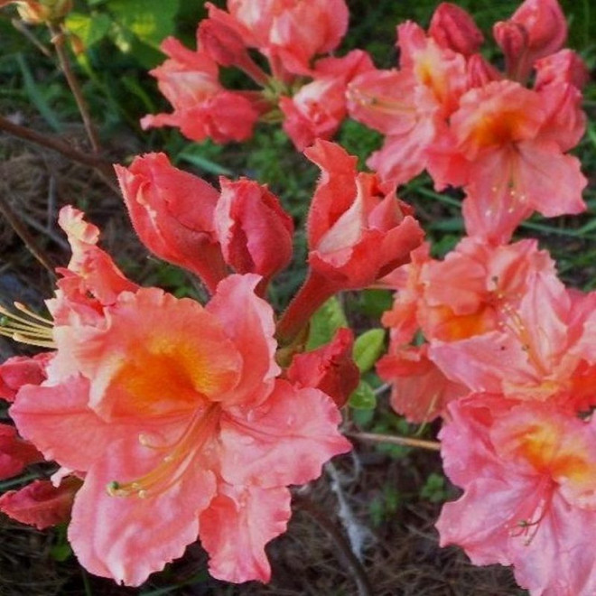 Azalia wielkokwiatowa Sarina Rhododendron (Knaphill-Exbury)